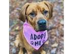 Adopt Matilda a Redbone Coonhound