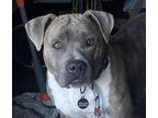 Adopt LUCY AKA BERNADETTE* a Pit Bull Terrier, Mixed Breed