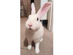 Adopt Jamie a Bunny Rabbit