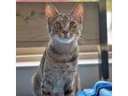 Adopt Xena a Tabby