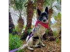 Adopt Harmony a Cattle Dog, Border Collie