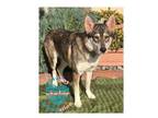 Adopt Millie a Husky