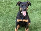 Adopt YUFFIE a Rottweiler