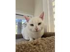 Adopt Neige a Domestic Short Hair