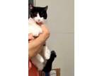 Adopt Jackie a American Shorthair