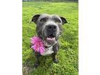 Adopt Waffles a American Staffordshire Terrier, Mixed Breed