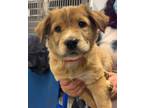 Adopt Ketchup a Shepherd