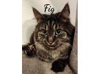 Adopt Fig & Newton a Domestic Medium Hair