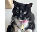 Adopt Emma a Domestic Shorthair / Mixed cat in Port Washington, NY (37772657)