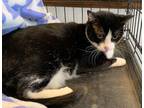 Adopt Shirley a Black & White or Tuxedo Domestic Shorthair / Mixed (short coat)