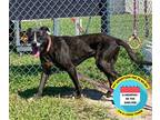 Adopt 2210-0080 Murphy a Brindle Mixed Breed (Large) / Mixed dog in Virginia