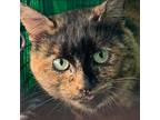 Adopt Mercy a Tortoiseshell Domestic Shorthair / Mixed (short coat) cat in