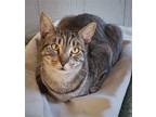 Adopt Bullseye a Brown Tabby Domestic Shorthair / Mixed (short coat) cat in Seal