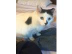 Adopt Maya a White (Mostly) Domestic Shorthair / Mixed (short coat) cat in