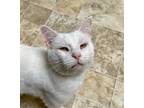 Adopt FORD a White Domestic Shorthair / Mixed (short coat) cat in Dallas