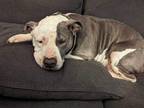 Adopt Meemaw a Gray/Silver/Salt & Pepper - with White American Pit Bull Terrier