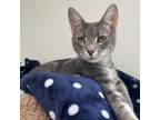 Adopt Wendy a Domestic Short Hair