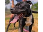 Adopt Black Jack a Mixed Breed (Medium) / Mixed dog in Angola, IN (37680916)