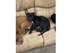 Adopt Bella a Black Labrador Retriever / Mixed dog in Southlake, TX (37733916)