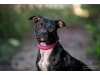Adopt Buffy a Black Labrador Retriever / Mixed dog in Southlake, TX (37733859)