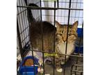 Adopt Sheena a Tabby