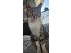 Adopt Minnie P a Brown Tabby Domestic Shorthair / Mixed (short coat) cat in
