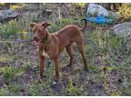 Adopt Rufus a Brown/Chocolate - with White Vizsla / Pit Bull Terrier / Mixed dog