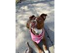 Adopt Lola a American Staffordshire Terrier