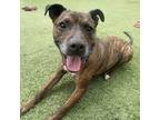 Adopt Bully a Brindle - with White American Staffordshire Terrier dog in