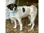 Adopt Ayesha a White - with Black Labrador Retriever dog in Whitestone