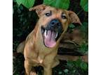 Adopt Rosalie a Labrador Retriever / Mixed Breed (Medium) dog in Whitestone