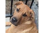 Adopt Randel a Labrador Retriever dog in Whitestone, NY (37470078)