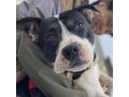 Adopt Oreo Blizzard a Black - with White American Staffordshire Terrier dog in