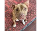 Adopt Gandalf a American Staffordshire Terrier / Mixed Breed (Medium) dog in