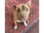 Adopt Gandalf a American Staffordshire Terrier dog in Whitestone, NY (37452466)