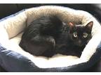 Adopt Stella a All Black Domestic Shorthair / Mixed (short coat) cat in