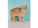 Adopt Blake a Domestic Shorthair / Mixed (short coat) cat in Petersburg