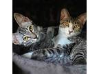 Adopt Ziti and Nico a Gray, Blue or Silver Tabby Domestic Shorthair / Mixed