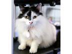 Adopt Miss Yvonne a Black & White or Tuxedo Turkish Van / Mixed (long coat) cat