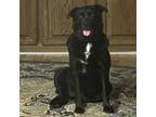 Adopt Elin S. a Black Labrador Retriever, Flat-Coated Retriever