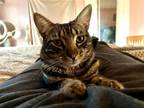 Adopt Saffron, Cinnamon, and Cayenne a Brown Tabby Domestic Shorthair / Mixed