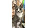 Adopt Tom a Gray or Blue (Mostly) Domestic Shorthair / Mixed (short coat) cat in