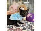 Adopt Michael kitten a All Black Domestic Shorthair / Mixed (short coat) cat in