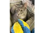 Adopt Tulip a Gray or Blue Domestic Shorthair / Mixed (short coat) cat in