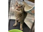 Adopt Sunset a Brown Tabby Domestic Shorthair / Mixed (short coat) cat in