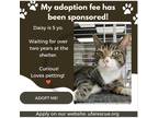 Adopt Daisy a Brown Tabby Domestic Shorthair / Mixed (short coat) cat in
