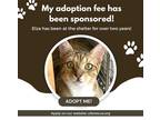 Adopt Elza a Brown Tabby Domestic Shorthair / Mixed (short coat) cat in Margate