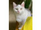 Adopt Tig a White (Mostly) Turkish Van / Mixed (short coat) cat in Flint Hill