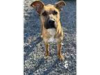 Adopt Glenda a Rhodesian Ridgeback, Mixed Breed