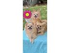 Adopt Annie Mae & Dana & Doris a Pomeranian / Shih Tzu / Mixed dog in Davie